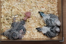 130917 --- R29, R30, R31, R32, R33 och R34